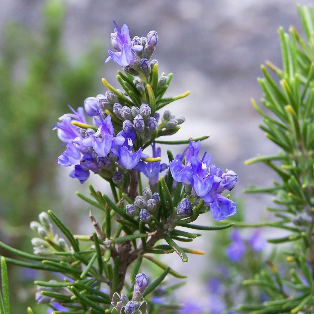 What’s the fuss about rosemary essential oil for hair growth?
